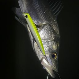 フッコ（マルスズキ）