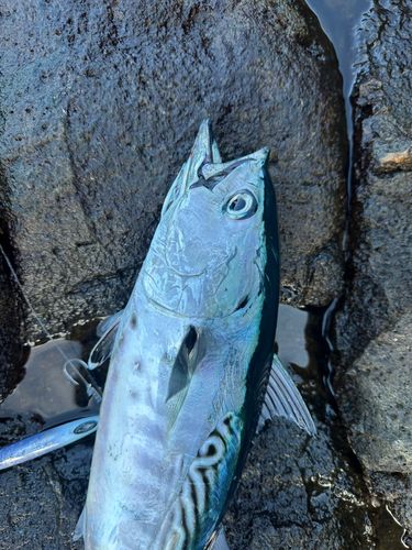 スマガツオの釣果