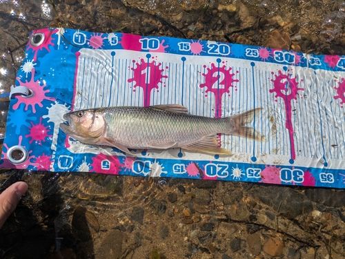 真野川河口（琵琶湖）