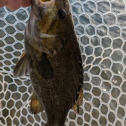 スモールマウスバス