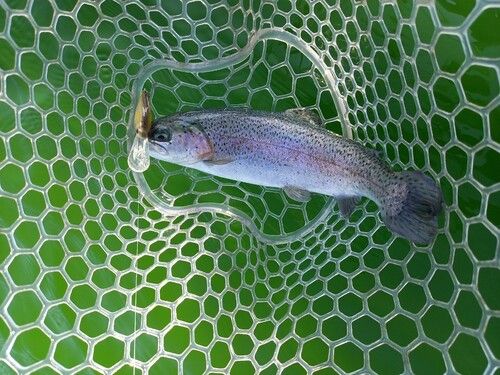 ニジマスの釣果