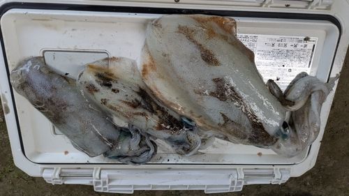 アオリイカの釣果
