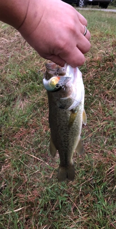 ブラックバスの釣果