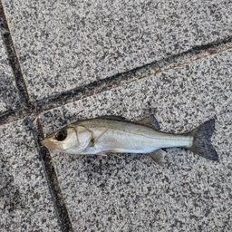 セイゴ（ヒラスズキ）