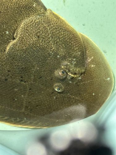 シタビラメの釣果