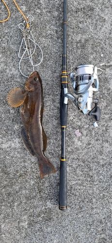 アイナメの釣果