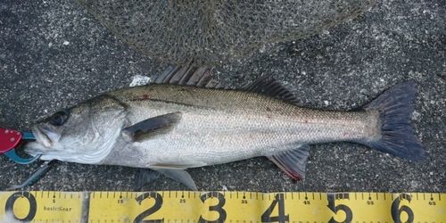 シーバスの釣果