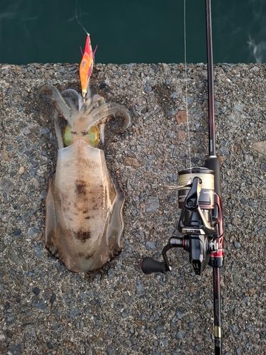 アオリイカの釣果