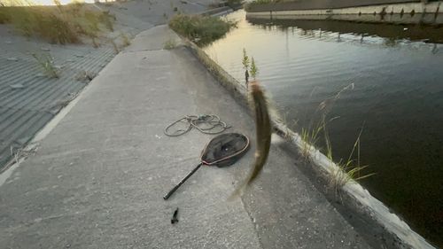 ワタカの釣果