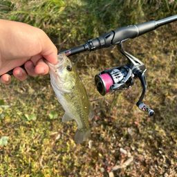 ラージマウスバス