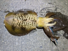 アオリイカの釣果