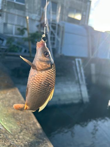 コイの釣果