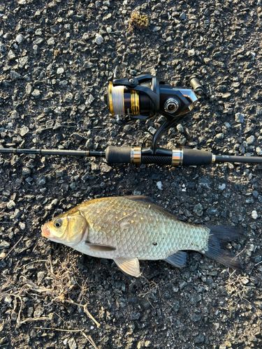 フナの釣果