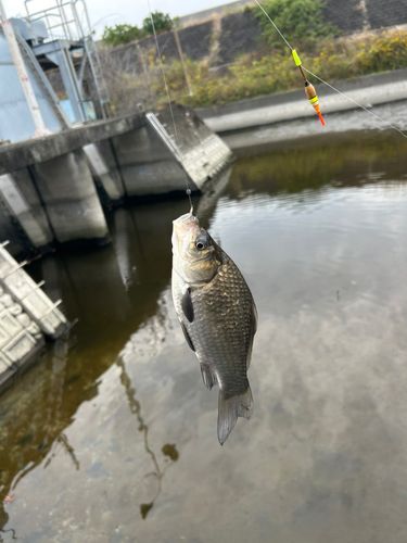 フナの釣果