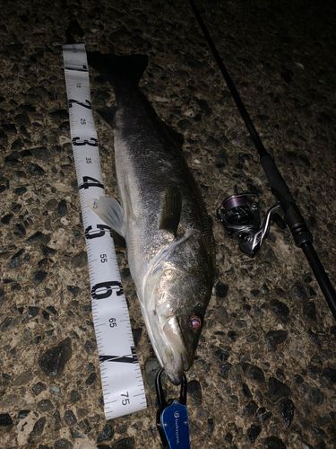 マルスズキの釣果