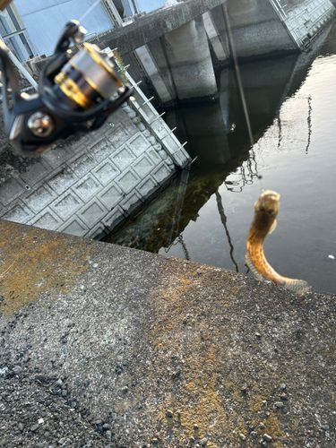 ハゼの釣果