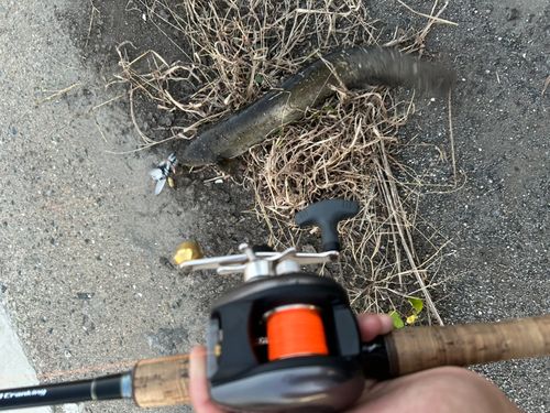 マナマズの釣果