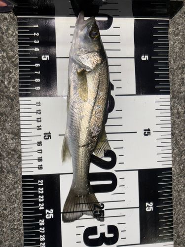 セイゴ（マルスズキ）の釣果