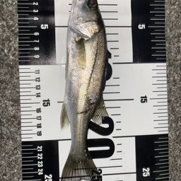 セイゴ（マルスズキ）