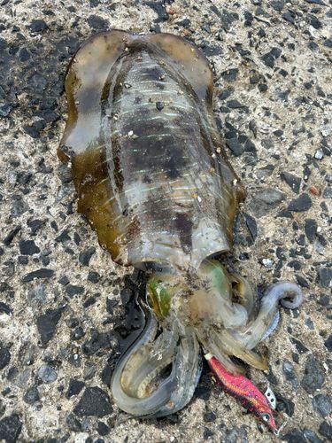 アオリイカの釣果