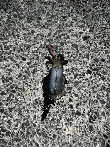 周防大島（屋代島）