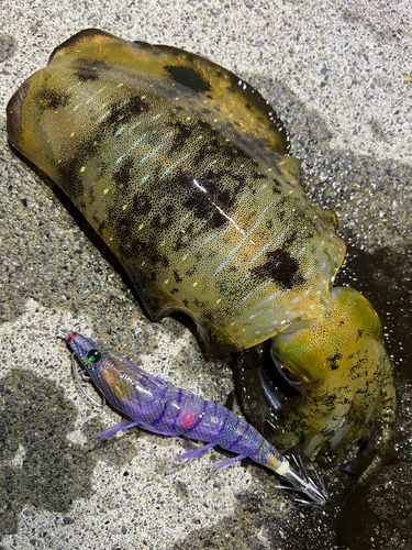 アオリイカの釣果