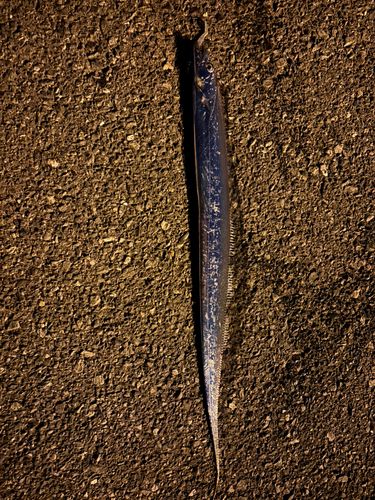 タチウオの釣果