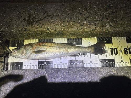 シーバスの釣果