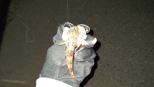 ウロハゼの釣果