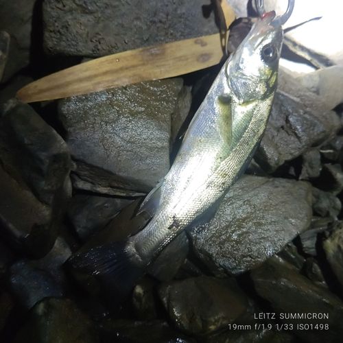 セイゴ（タイリクスズキ）の釣果