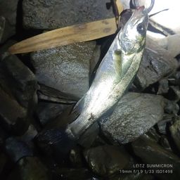 セイゴ（タイリクスズキ）