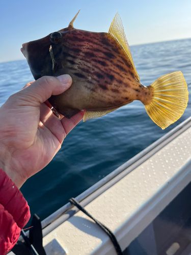 カワハギの釣果