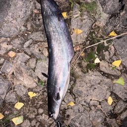 ビワコオオナマズ