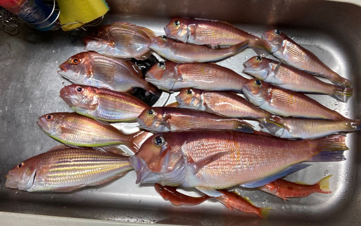 アングラー99984426うっかりカサゴさんの釣果 2枚目の画像