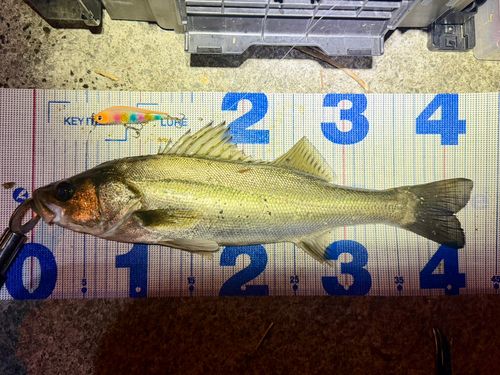 フッコ（マルスズキ）の釣果