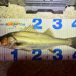 フッコ（マルスズキ）