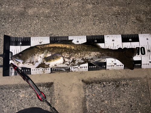 フッコ（マルスズキ）の釣果