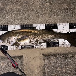 フッコ（マルスズキ）