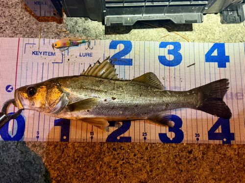 フッコ（マルスズキ）の釣果