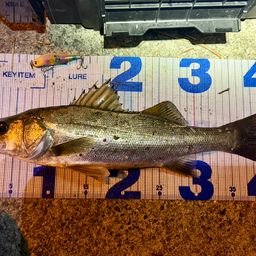 フッコ（マルスズキ）