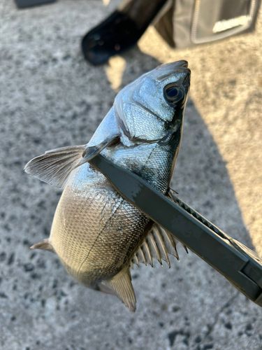 セイゴ（ヒラスズキ）の釣果