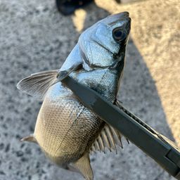 セイゴ（ヒラスズキ）