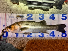 フッコ（マルスズキ）の釣果