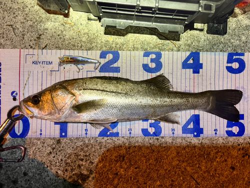 フッコ（マルスズキ）の釣果