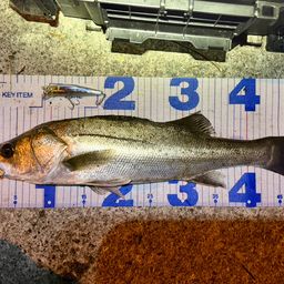 フッコ（マルスズキ）