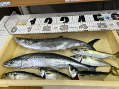サゴシの釣果