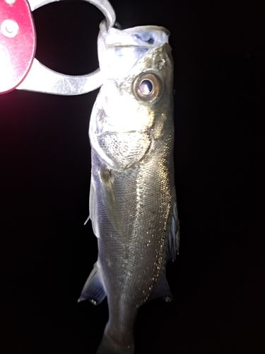 馬入ふれあい公園