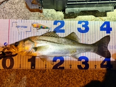 フッコ（マルスズキ）の釣果