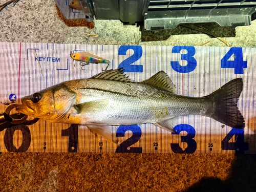 フッコ（マルスズキ）の釣果