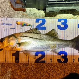 フッコ（マルスズキ）